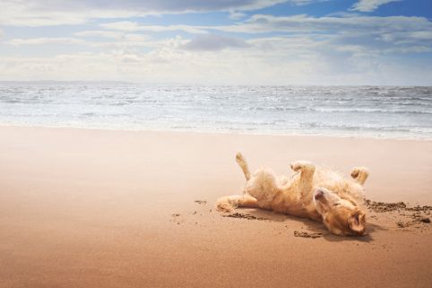 Ein goldbeiger Hund wälzt sich im Sand am Strand 