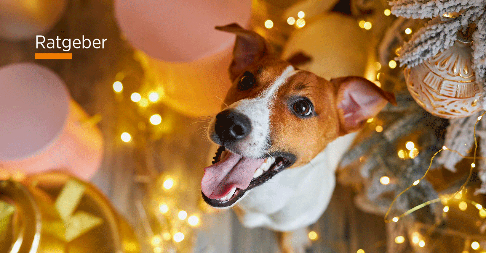 Hunde Zu Verschenken In Lübeck Hunde als Weihnachtsgeschenk: Ist Tiere verschenken ok?